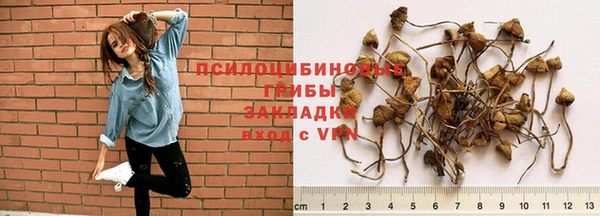 PSILOCYBIN Алзамай
